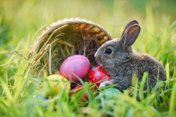 600X400 (8) Ostern Im Naturpark Nordschwarzwald