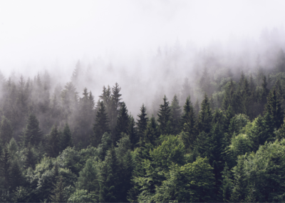 Mönchs *Black Week Special